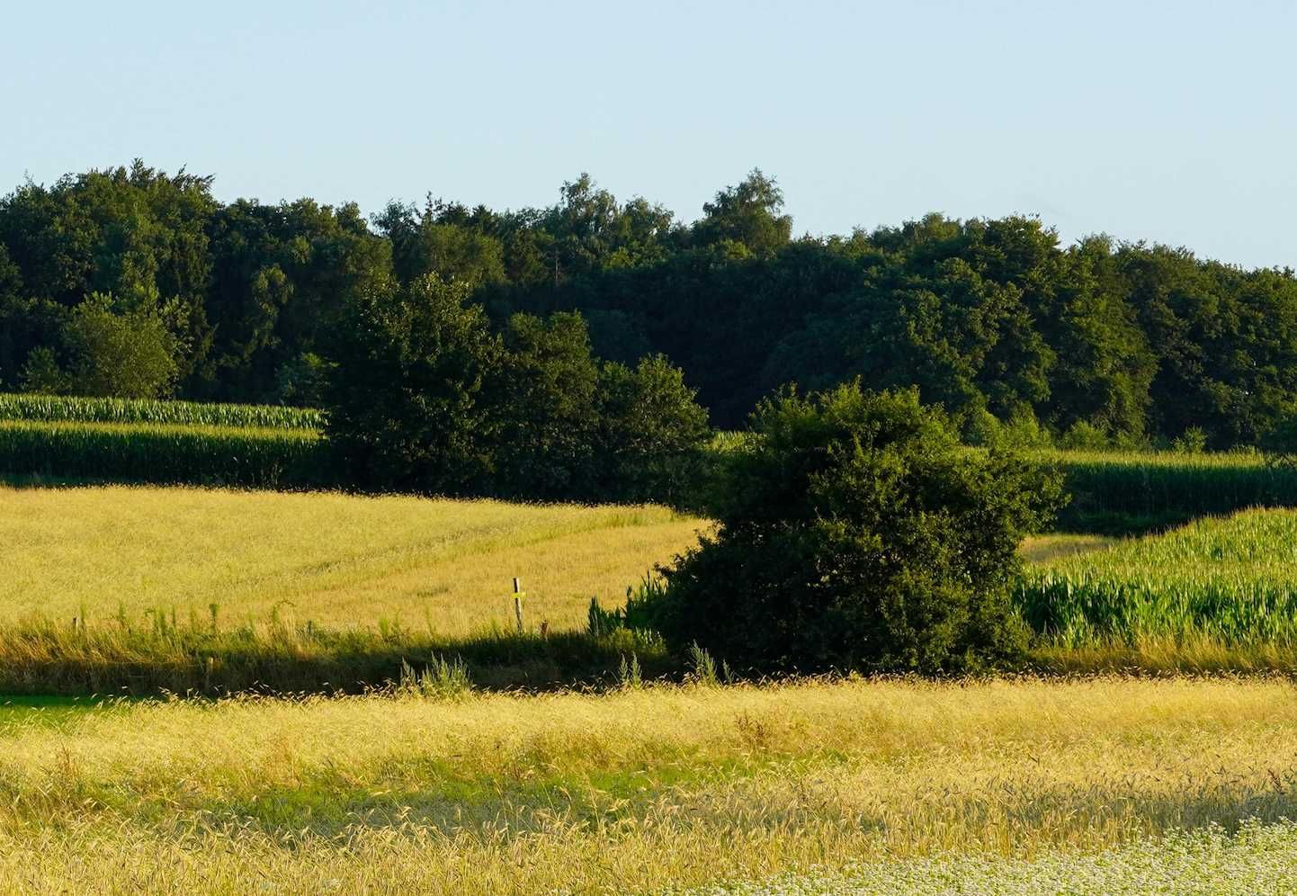 Zonovergoten landscap in Nederland met verschillende soorten grassen,struiken en in de verte landbouwgewassen
